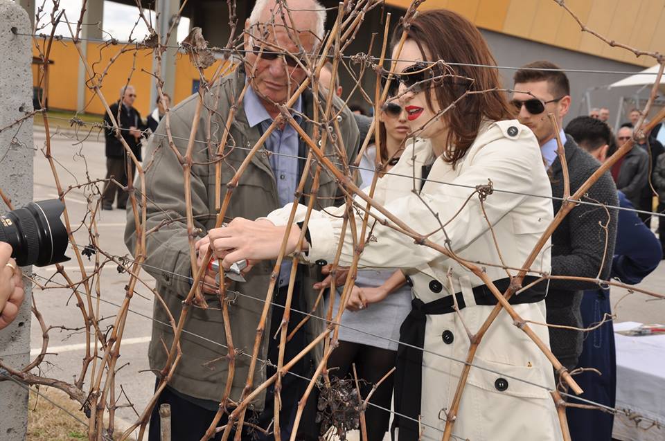 Ana Jordanova, glaven vinski urednik vo Stobi na zakrojuvanje na lozata Ana Jordanova, glaven vinski urednik vo Stobi na zakrojuvanje na lozata